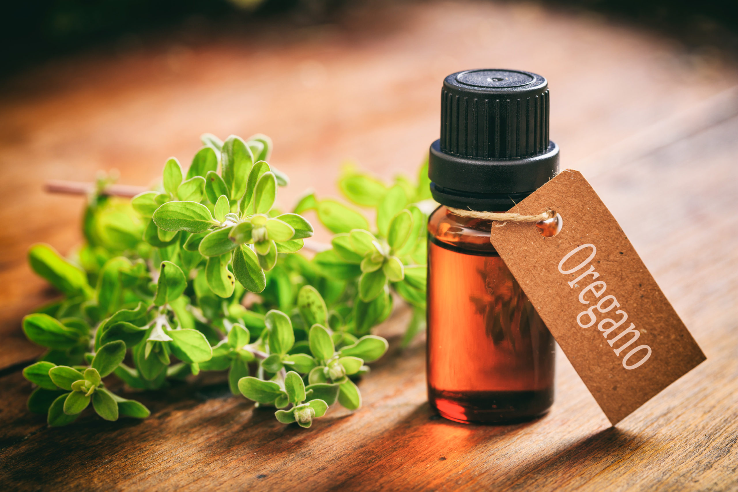 A Comprehensive Guide to Oil of Oregano: Benefits and Side Effects